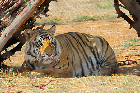 Tiger, Predator World thumbnail
