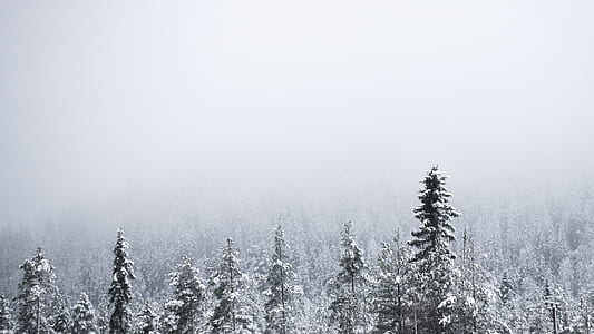 green trees covered with snows thumbnail