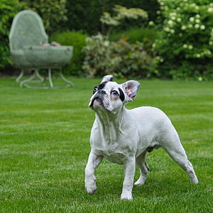 adult white French bulldog walking outdoor thumbnail