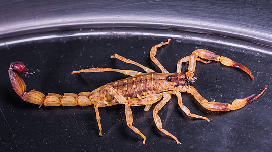 brown and maroon scorpion in stainless steel container thumbnail
