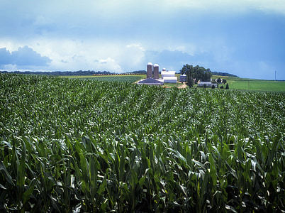 corn field near house thumbnail