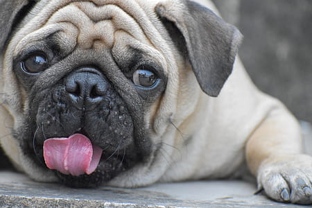 adult fawn pug close-up photo thumbnail