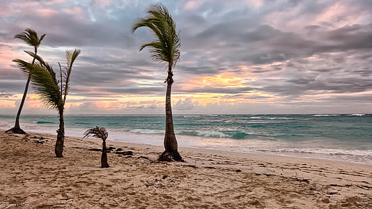 four trees on seashore thumbnail