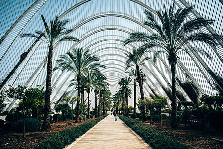 man walking between palm trees thumbnail