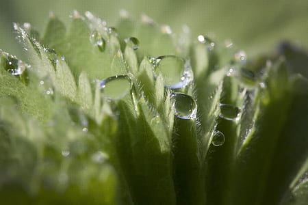 close-up photo of water dews on green leaf thumbnail