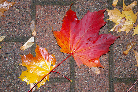 red maple leaf thumbnail