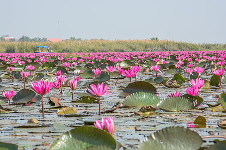 pink flowers during daytime thumbnail
