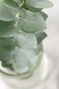 macro photography of green leafed plant thumbnail
