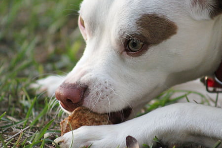 white and tan American pitbull eating on ground thumbnail