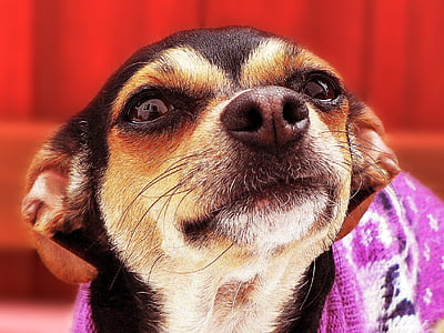 shallow focus photography of brown and black chihuahua thumbnail