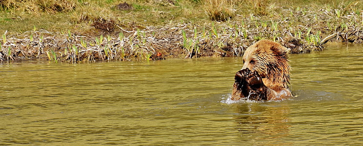 brown animal on body of water thumbnail