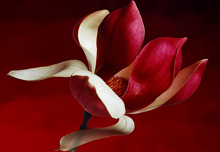 red Magnolia flower thumbnail