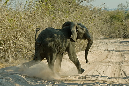 elephant running on road thumbnail