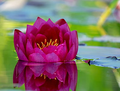 close-up photo of maroon lotus flower thumbnail