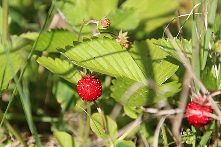 Wood Strawberry, Wild Strawberries thumbnail