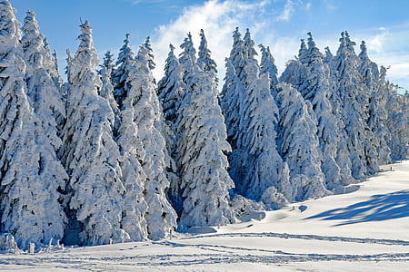 pine tree lot covered with snow thumbnail