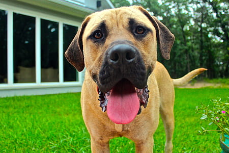 adult tan Boerboel standing on grass near building at daytime thumbnail