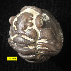 Fossil of the Trilobite - Flexicalymene meeki thumbnail