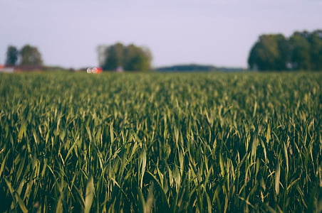 close up photo of grass at daytime thumbnail