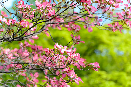 pink Dogwood flowers thumbnail