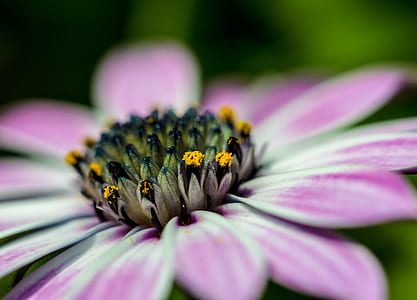 petal, flower, pink, bloom thumbnail