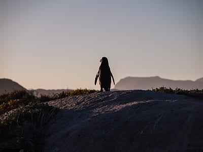 silhouette painting of penguin standing on hill thumbnail