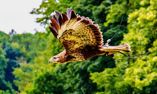 falcon flying above sky thumbnail