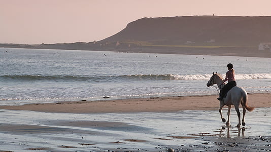 person riding white horse beside beach thumbnail