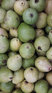 Irrigated Fruitculture, Guava thumbnail