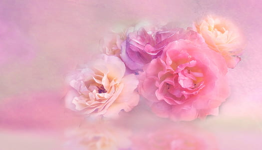 pink and purple petaled flowers thumbnail