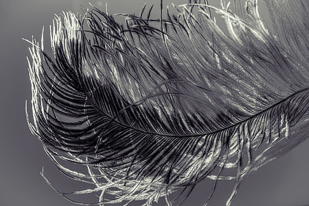 close photo of black and white feather thumbnail