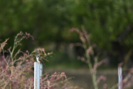 white and brown sparrow perched on white wooden post thumbnail