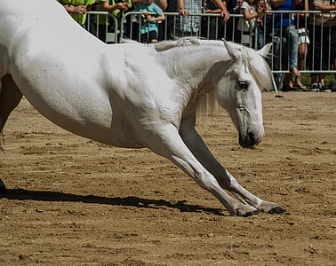 white horse during daytime thumbnail