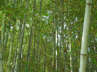 Walking through a dense cane forest thumbnail
