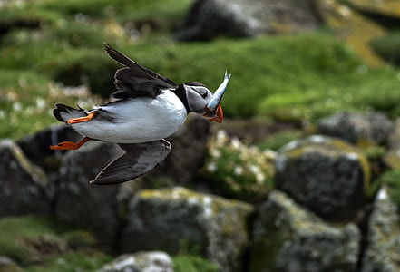 selective focus photography of flying atlantic puffin eating fish thumbnail