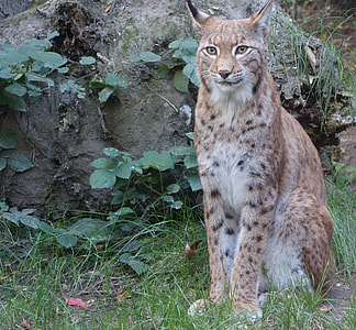 beige and black polka dotted cat near gray rock thumbnail