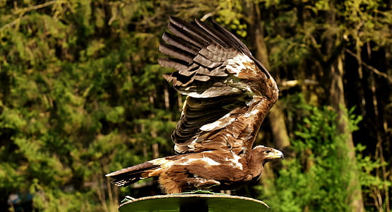 close-up photo of brown eagle thumbnail