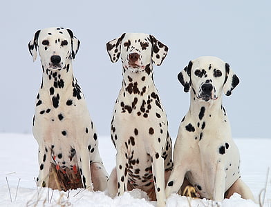 three adult black and white Dalmatians thumbnail