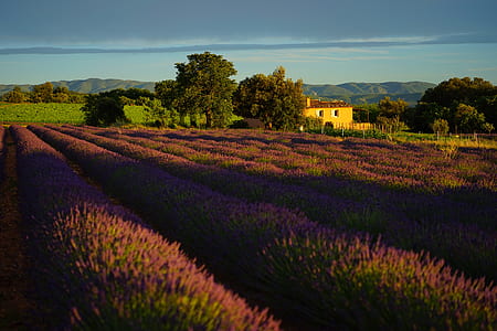 flower field under blue sky during daytime thumbnail
