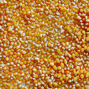 pile of corn kennels thumbnail