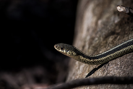 black and grey stripe snake thumbnail