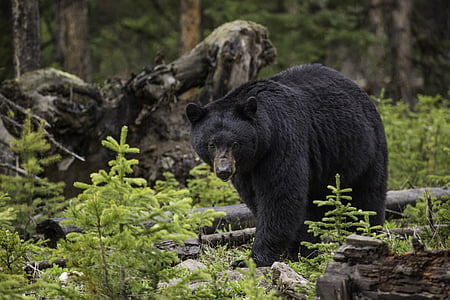 wildlife photgraphy of black bear thumbnail