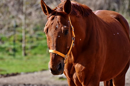 brown horse standing near tree thumbnail