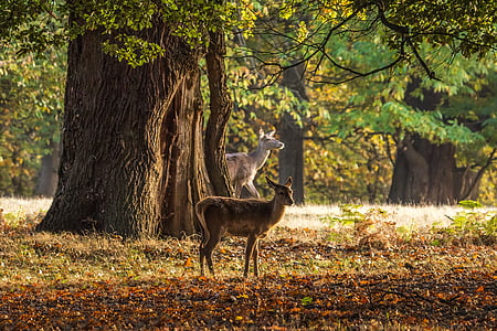 buck and doe on field under shade of tree at daytime thumbnail