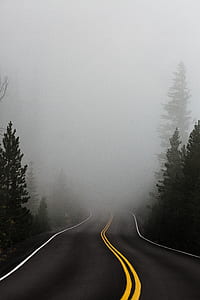 foggy concrete road between green fine trees thumbnail