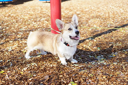 adult brown and white Pembroke welsh corgi thumbnail