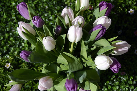 purple and white flowers with green leaves thumbnail