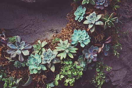 succulent in the garden thumbnail
