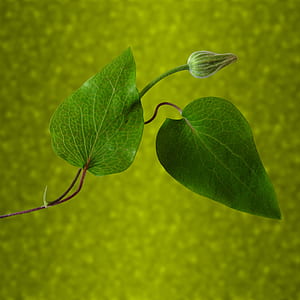 closeup photography of green leaf thumbnail