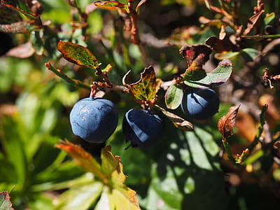 close-up photo of blackberries thumbnail